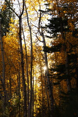 autumn in the forest