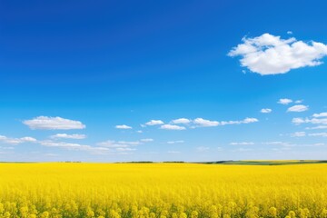 Vibrant yellow canola field under blue sky with clouds