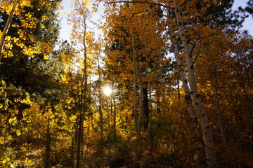 Fototapeta premium sun shining through the trees
