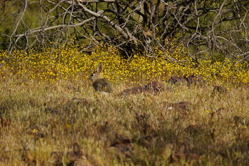 Bunny in the wild