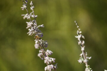 bee on a flower