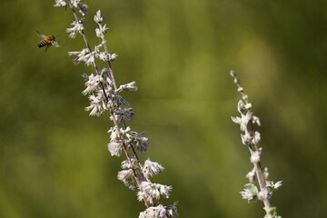 bee on a flower