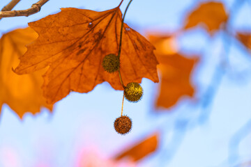 autumn leaves on a tree