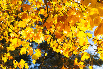 autumn leaves background