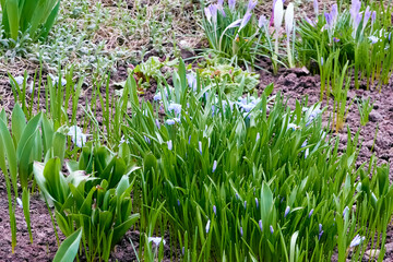 beautiful flowering plants white scilla sect, chionodoxa in the spring evening city flower bed near the house. background for designer, artist, screensaver, desktop, wallpaper