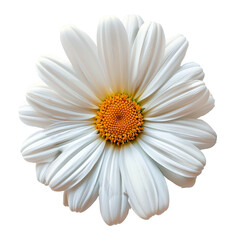 Close-up of a white daisy with a vibrant yellow center isolated on transparent background