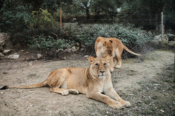 Couple of lions in safari park. Lion love. Aitana Safari Park, Costa Blanca, Spain.