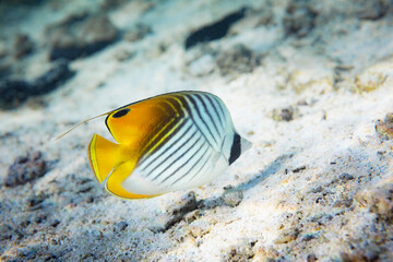 Obraz premium Beautifully striped butterflyfish swimming along the sand in a tropical lagoon