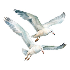 Seagull Isolated Detailed Watercolor Hand Drawn Painting Illustration
