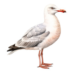 Naklejka premium Seagull Isolated Detailed Watercolor Hand Drawn Painting Illustration