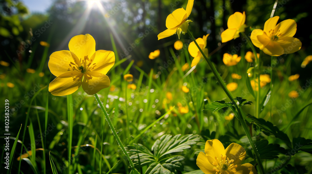 Wall mural Buttercups in a meadow in yellow background with blur. Horizontal format. a meadow with blooming yellow flowers taken from a low point, the sun in the backlight