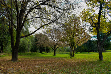 Campo de arboles en otoño. Colores y hojas otoñales, amarillo, verde, rojo.