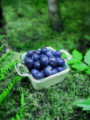 Freshly picked blueberries or bilberries in a ceramic bowl. Mysterious forest scenery. Nature on a beautiful spring day. 