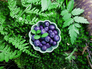 Freshly picked blueberries or bilberries in a ceramic bowl. Mysterious forest scenery. Nature on a...