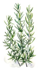 Colorful Watercolor Sketch of Rosemary Plant 