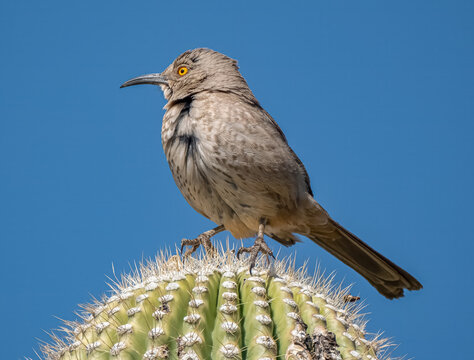 Curve-Billed Thrasher: Gazing from Cactus: 
Perched atop a cactus, the resilient Curve-Billed Thrasher with its distinctive curved bill and bright yellow eyes, surveys the rugged Arizona desert