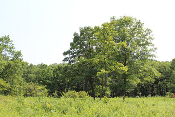 Oak savanna on a sunny and hazy day at Somme Prairie Nature Preserve in Northbrook, Illinois