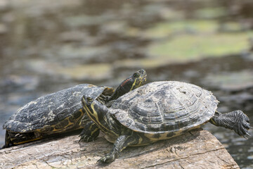 Two Turtles Sitting on Log in Pond on a Spring Afternoon.  