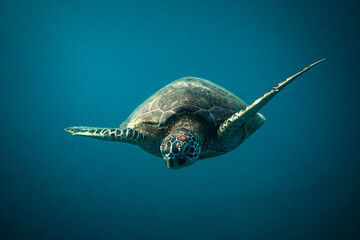 Portrait of a green sea turtle swimming in blue ocean