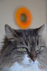 close up of tabby cat 