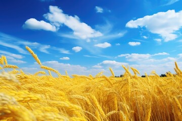 golden wheat field under blue sky