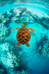 Beautiful orange sea turtle gliding over a shallow tropical reef