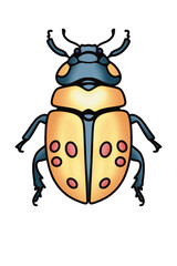 colorful beetle 
