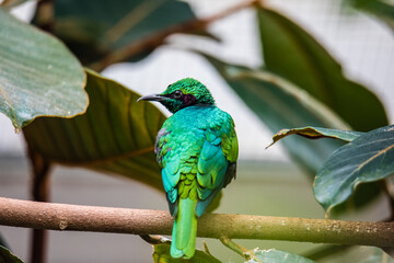Emerald Starling