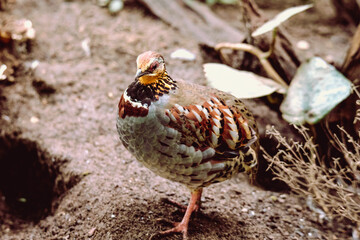 White-Necklaced Partridge