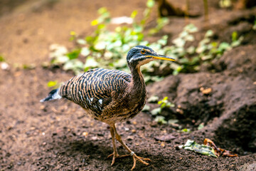 Sunbittern Bird