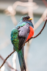 Masked Trogon