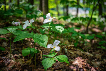 Sunlight on white trillium grandiflorum in the heart of the forest, gracing the woodland floor and ground, signaling the arrival of spring in shady moist woods, Quebec, Canada (May 2023).