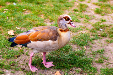 Obraz premium Walking Egyptian Goose