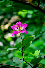 Bauhinia purpurea (Purple bauhinia, orchid tree, khairwal, karar) flower. In Indian traditional medicine, the leaves are used to treat coughs while the bark is used for glandular diseases