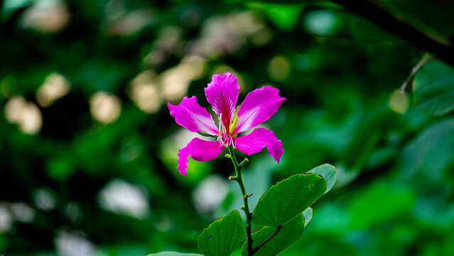 Bauhinia purpurea (Purple bauhinia, orchid tree, khairwal, karar) flower. In Indian traditional medicine, the leaves are used to treat coughs while the bark is used for glandular diseases