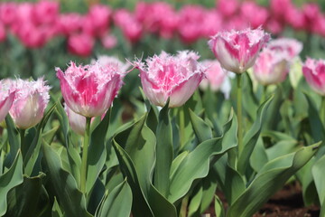 field of tulips
