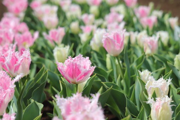 pink tulips in the garden