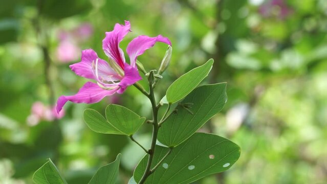 Bauhinia purpurea (Purple bauhinia, orchid tree, khairwal, karar) flower. In Indian traditional medicine, the leaves are used to treat coughs while the bark is used for glandular diseases