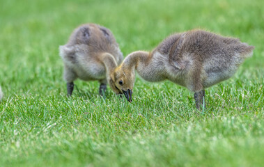 Closeup of a goslings eating grass in spring.