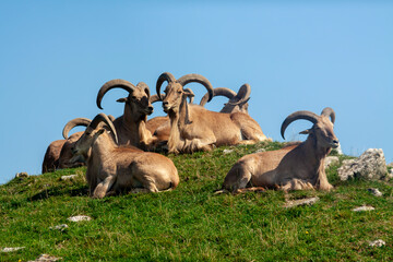 A flock of barbary sheep on a hill.