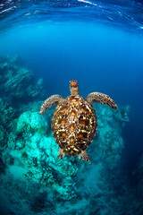 Beautiful green sea turtle gliding over a shallow tropical reef