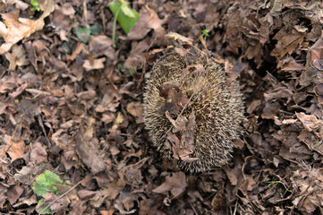 Scared headgehog on the ground 