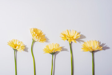 Yellow gerbera flowers on white background whith sharp shadows. Top view, flat lay