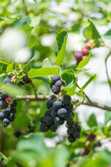 熟したジューンベリーの実
