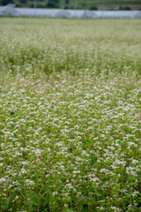 白い花が咲いたソバ畑
