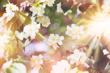 Selective focus on the Jasmine flower in the center of the photo, flowering Jasmine flower,...