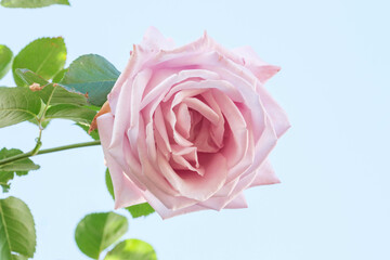 兵庫県神戸市東灘区の本山街園　岡本バラ園のピンクのばらの花