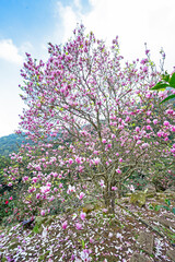 Obraz premium Beautiful magnolia tree blossoms in the garden. 
