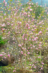 Fototapeta premium Beautiful magnolia tree blossoms in the garden. 