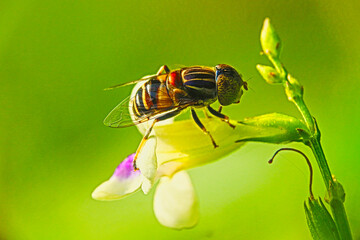 Hoverfly (Eristalinus taeniops) with flower